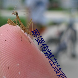 麻婆传媒在线观看网站下载 （漫卷）