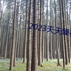 2023天天躁夜夜燥 （崛起