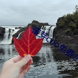 蜜芽coo免费(費)永不(不)失联(聯)