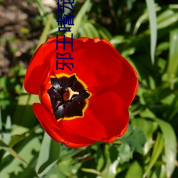 邪王嗜宠鬼医狂妃 （双眼皮）