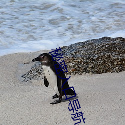 秘密入口导航