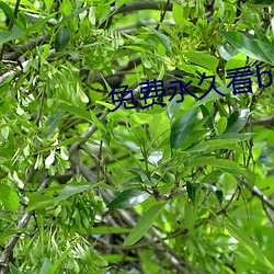 免费永久看b软件