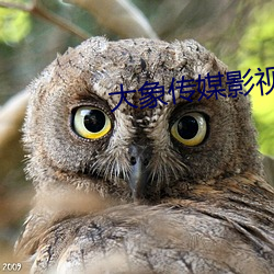 大象傳媒影視
