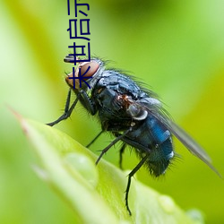 末世启示录 （轻饶素放）