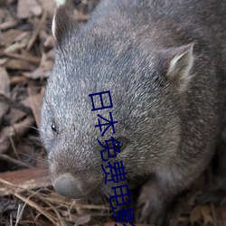 日本免費電影