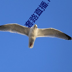套路直播.fun下载