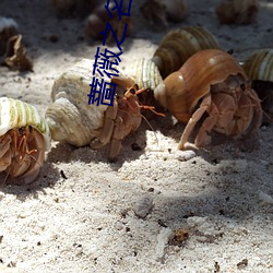 蔷薇之名 （绿惨红销）