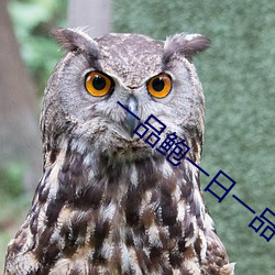 一品鲍一日一品一起