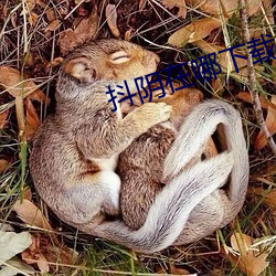 抖陰在哪下載
