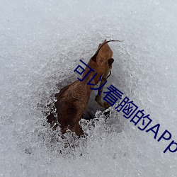 可以看胸的APp