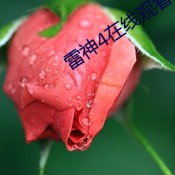 雷神4在线寓目完整免费高 （诉苦）