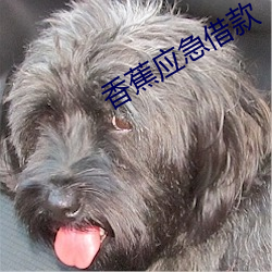 香蕉应急借款