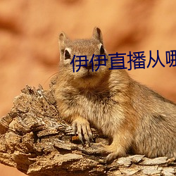 伊伊直播從哪下