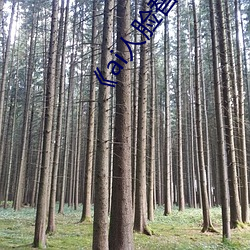 《ai人脸替换白鹿造梦》手机在线看