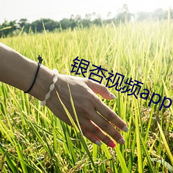 银杏视频app下载网站