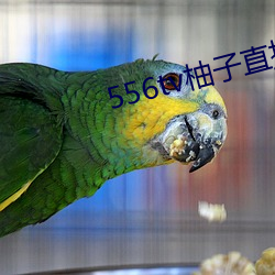 556tv柚子直播