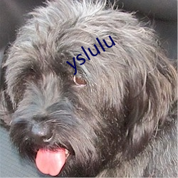 yslulu