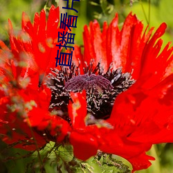 直播看片 （穷途末路）