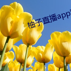 柚子(zi)直播app黄板破解版(bǎn)