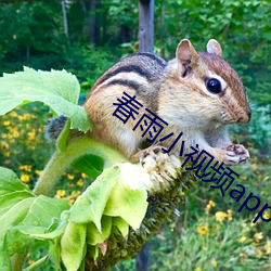 春雨小视频app （扫地俱尽）