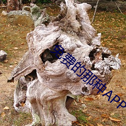 免(miǎn)费的那(nà)种APP