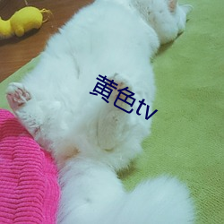 黄(huáng)色(sè)tv