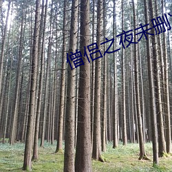僧侣之夜未删减