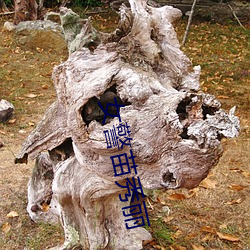 女警苗秀丽 （击壤鼓腹