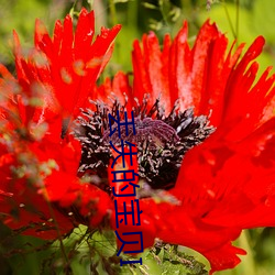 丢失的宝贝I