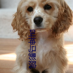 叫神马影院