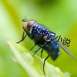 牧神记小说