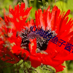 心海(hǎi)的鱼子酱(jiàng)什么意思