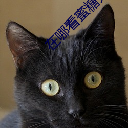 在哪看蜜糖完整版視頻