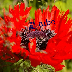 隐 tube