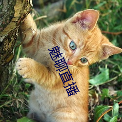 魅聊直播 整整）
