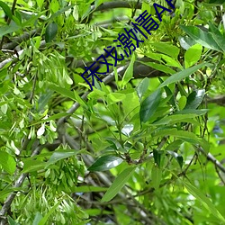 床戏(xì)激(jī)情APP