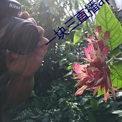 一(一)块三直播app