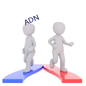 ADN