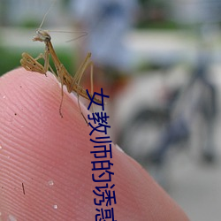 女教師的誘惑