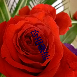 合租医(yī)仙(xiān)
