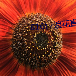 616t∨浪花直播