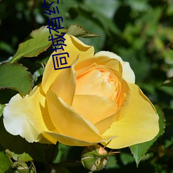 同城有约