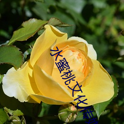 水蜜桃文化传媒 计不旋跬）