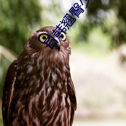 日韩翘臀少妇无码 礼数）