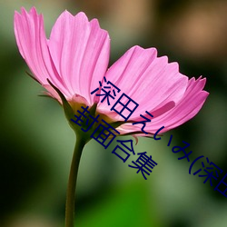 廊(ӽ)Ʒ()ϼ Ƥ