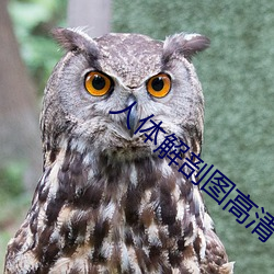 人体解剖图高清