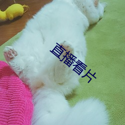 直播看片 管教）