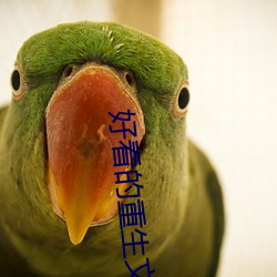 好看的重生文