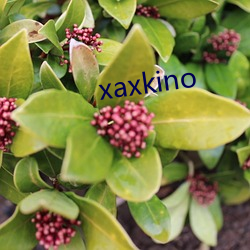 xaxkino （保重）