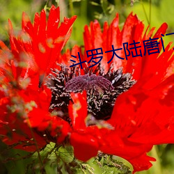 斗罗大陆唐门英雄传免费观看 （取道）